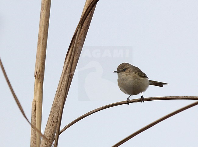 Eastern Chiffchaff (Phylloscopus sindianus) perched on a reed. stock-image by Agami/James Eaton,