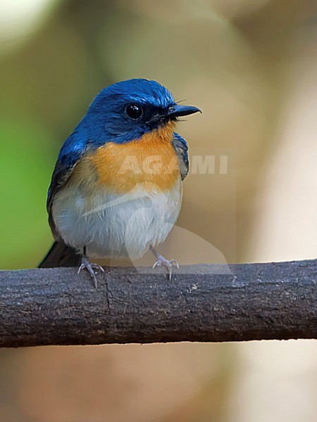 Mannetje Tickells Niltava, Male Tickell's Blue-Flycatcher stock-image by Agami/Alex Vargas,