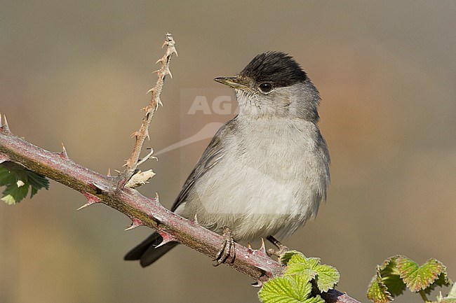 Blackcap - Mönchsgrasmücke - Sylvia atricapilla ssp. atricapilla, Germany, adult male stock-image by Agami/Ralph Martin,