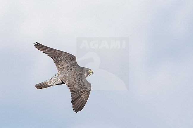 Peregrine Falcon - Wanderfalke - Falco peregrinus ssp. peregrinus, Russia (Ural), adult in flight stock-image by Agami/Ralph Martin,
