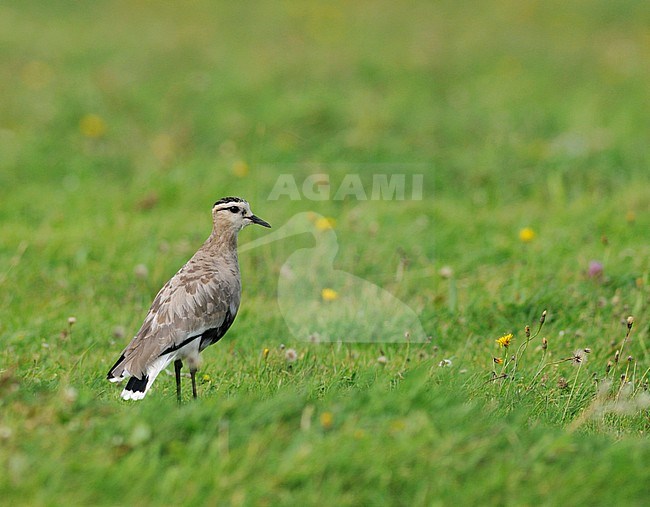 Adult Sociable Lapwing (Vanellus gregarius), moulting to winter plumage, during autumn on Texel, Netherlands. Standing in a green meadow. stock-image by Agami/Rene Pop ,