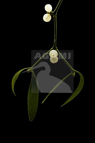 Mistletoe, Viscum album stock-image by Agami/Wil Leurs,