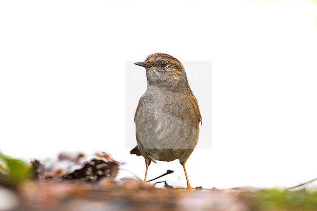 Heggenmus in de sneeuw; Dunnock in snow stock-image by Agami/Wil Leurs,