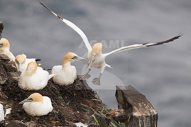 Northern Gannet (Morus bassanus), adult landing on the nest stock-image by Agami/Saverio Gatto,