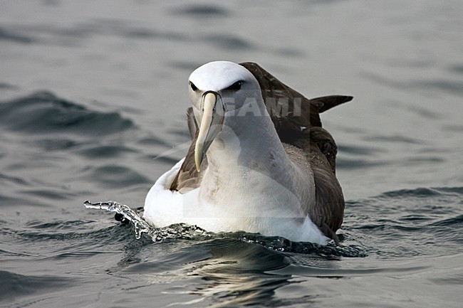 Salvins Albatros; Salvin's Albatross; Thalassarche salvini stock-image by Agami/Martijn Verdoes,