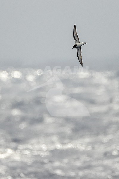 Gould's Petrel (Pterodroma leucoptera) seen from below flying over the Pacific Ocean between New Zealand and New Caledonia. stock-image by Agami/Rafael Armada,