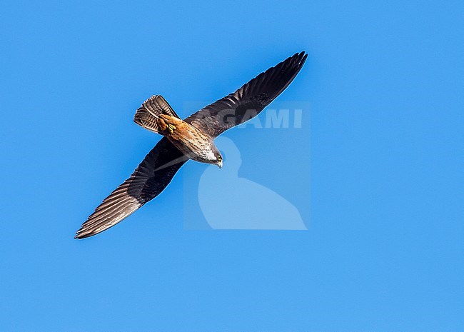 Light morph Eleonora's Falcon flying against blue sky in Ibiza, July 2016. stock-image by Agami/Vincent Legrand,