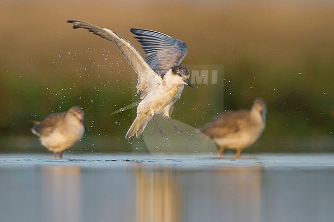 Bading Whiskered Tern - Weissbart-Seeschwalbe - Chlidonias hybrida hybrida, Oman, 1st Winter plumage stock-image by Agami/Ralph Martin,