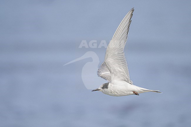 Arctic tern (Sterna paradisea), with a lake as background. stock-image by Agami/Sylvain Reyt,