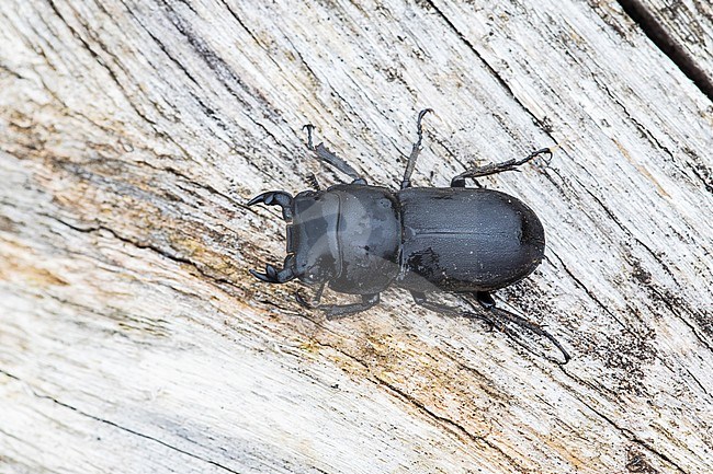 Lesser stag beetle, Klein vliegend hert, Dorcus parallelipipedus stock-image by Agami/Wil Leurs,