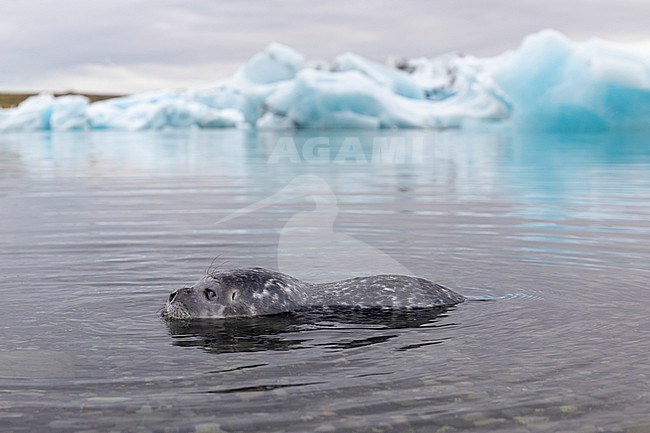 Harbour Seal (Phoca vitulina), pup in the shallow water with icebergs in the background, Southern region, Iceland stock-image by Agami/Saverio Gatto,