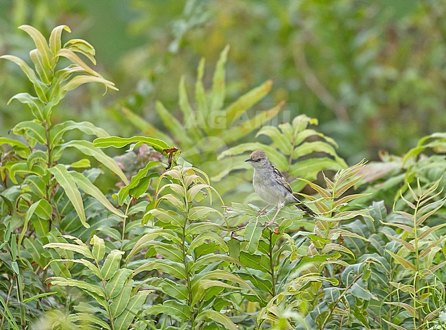 Rufous-winged Cisticola (Cisticola galactotes) in South Africa. stock-image by Agami/Pete Morris,