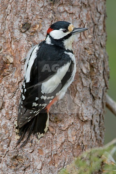 Mannetje Grote Bonte Specht tegen boomstam; Male Great Spotted Woodpecker on tree stock-image by Agami/Daniele Occhiato,