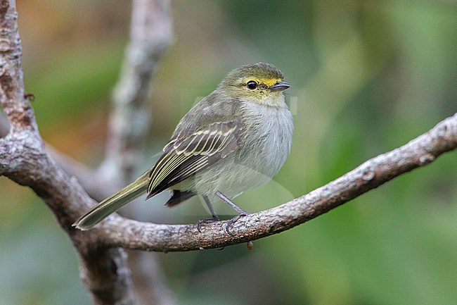 Golden-faced Tyrannulet (Zimmerius chrysops) at Huila, Colombia. stock-image by Agami/Tom Friedel,