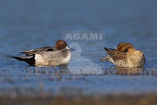 Paartje Pijlstaarten; Paor of Northern Pintails stock-image by Agami/Daniele Occhiato,
