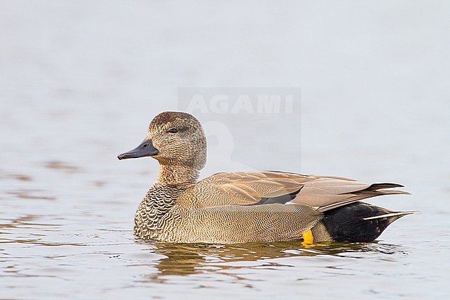 Krakeend; Gadwall; Anas strepera wintering ducks on lake during frost period stock-image by Agami/Menno van Duijn,