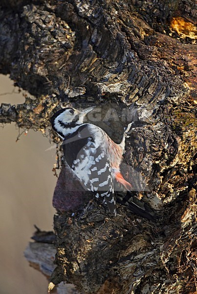 White-backed Woodpecker perched against a tree; Witrugspecht zittend tegen boom stock-image by Agami/Markus Varesvuo,