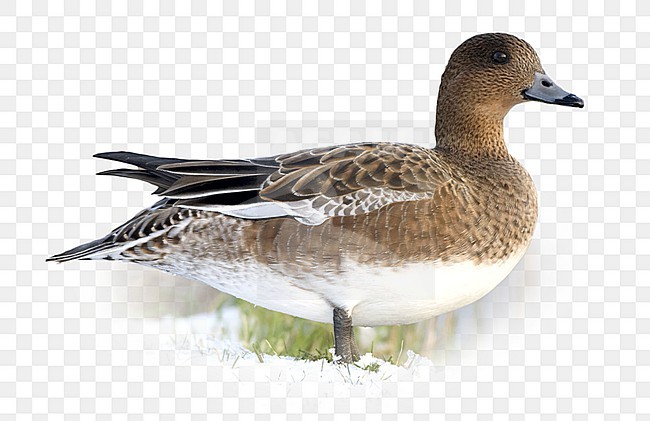 Vrouwtje Smient op grasland met sneeuw; Female Eurasian Wigeon on grassland with snow stock-image by Agami/Ran Schols,