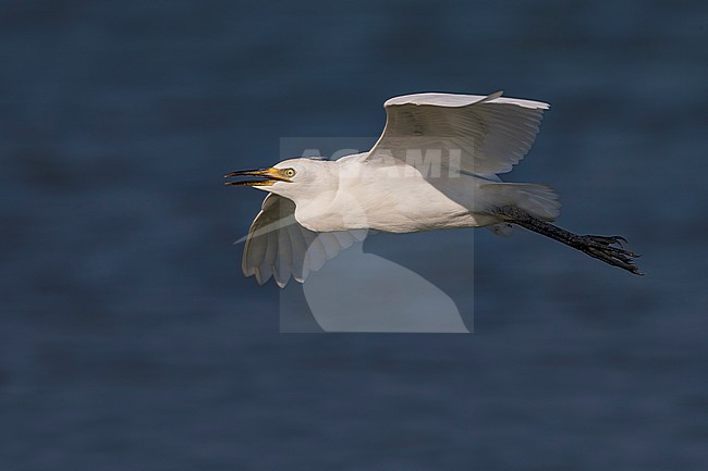 Immature Cattle Egret in flight stock-image by Agami/Daniele Occhiato,