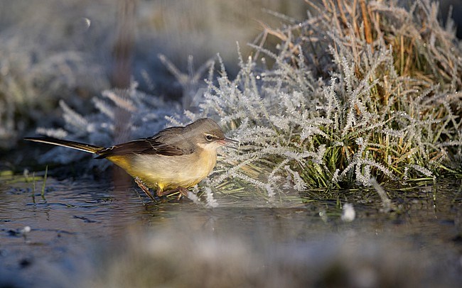 Grey Wagtail (Motacilla cinerea cinerea) a 2cy birdeating an insect in a  flooded field in winter setting at Roskilde, Denmark stock-image by Agami/Helge Sorensen,