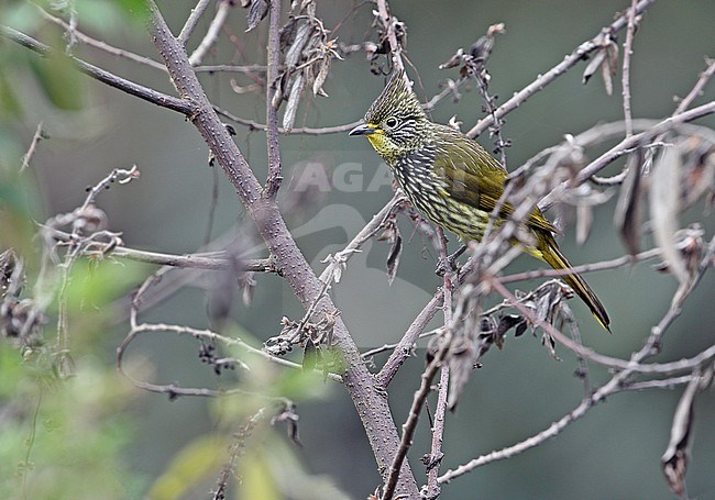 Striated Bulbul (Alcurus striatus) in Northeast India. stock-image by Agami/James Eaton,