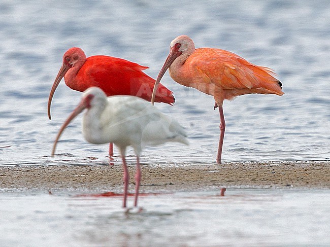 Scarlet Ibis (Eudocimus ruber) at Los Flamencos Wildlife Sanctuary, Camarones, La Guajira, Colombia. This looks like a hybrid, and a White Ibis (Eudocimus albus) in front. stock-image by Agami/Tom Friedel,