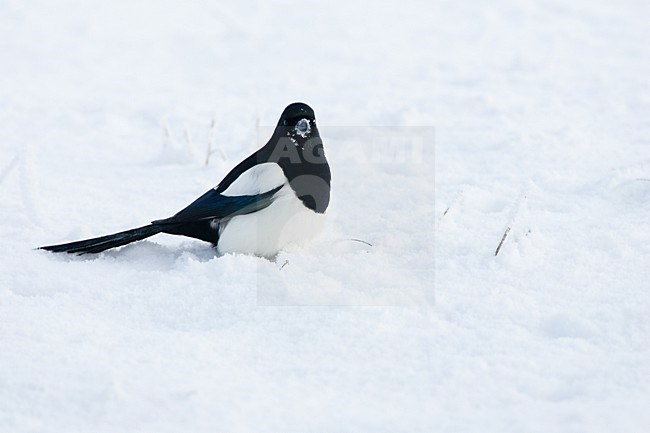 Ekster in de sneeuw; Eurasian Magpie in snow stock-image by Agami/Menno van Duijn,