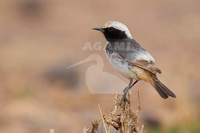 Red-rumped Wheatear (Oenanthe moesta), adult male standing on a bush in Morocco stock-image by Agami/Saverio Gatto,
