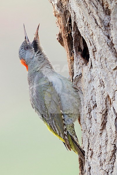 Levaillant's Woodpecker (Picus vaillantii), adult female calling at the entrance of an old nest in Morocco. stock-image by Agami/Saverio Gatto,