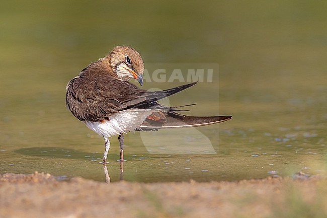 Preening adult Collared Pratincole in a Spanish lagoon stock-image by Agami/Onno Wildschut,