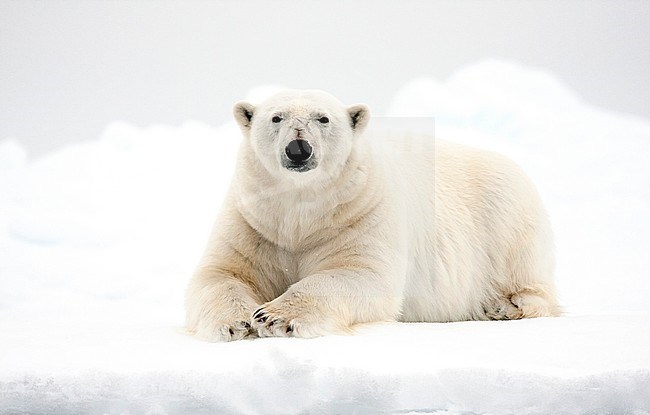 Polar bear (Ursus maritimus) lying in snow on Svalbard. stock-image by Agami/Caroline Piek,