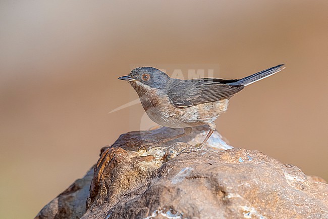 First-summer male Western Subalpine Warbler (Sylvia inornata inornata) sitting on a rock in an oasis near Jraif, Adar, Mauritania. stock-image by Agami/Vincent Legrand,