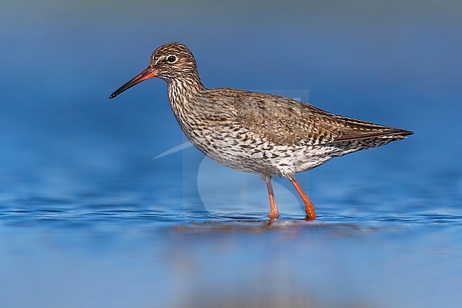 Spring migrant Common Redshank (Tringa totanus) in Italy. Staging in shallow freshwater pool. stock-image by Agami/Daniele Occhiato,