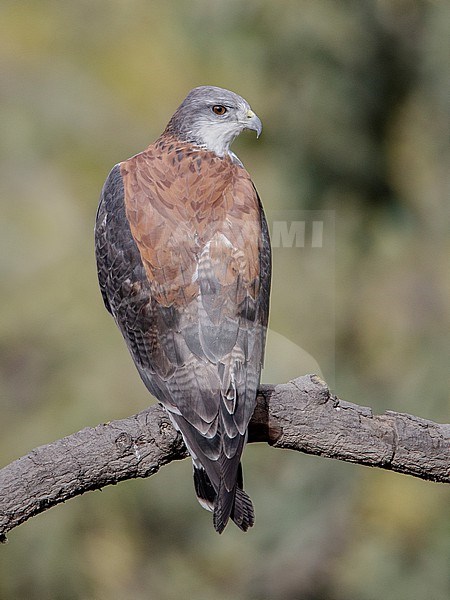 Variable Hawk (Geranoaetus polyosoma polyosoma) at Santa Eulalia Valley, Peru. stock-image by Agami/Tom Friedel,