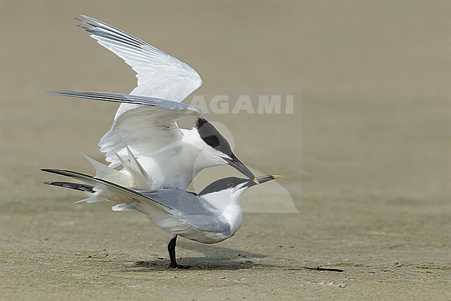 Mating pair of Cabot's Terns (Thalasseus acuflavidus) on the beach of Galveston County, Texas, USA during spring. stock-image by Agami/Brian E Small,