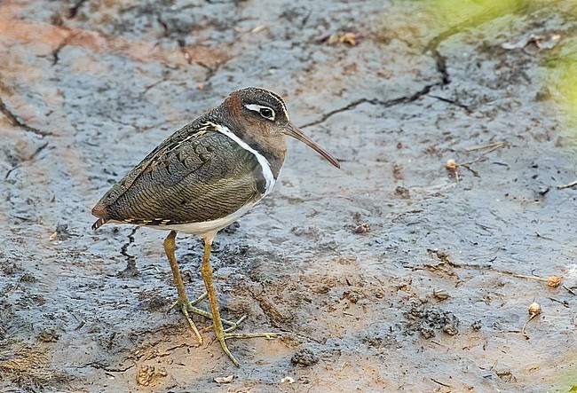 Greater painted-snipe (Rostratula benghalensis) in Tanzania. Male standing on the mud. stock-image by Agami/Pete Morris,