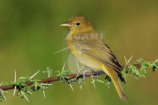 Adult female breeding
Galveston Co. TX
April 2005 stock-image by Agami/Brian E Small,