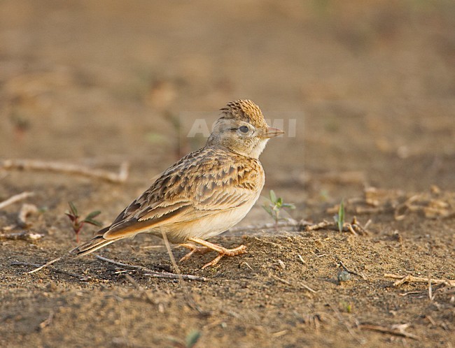 Short-toed Lark standing on the ground; Kortteenleeuwerik  staand op de grond stock-image by Agami/Markus Varesvuo,