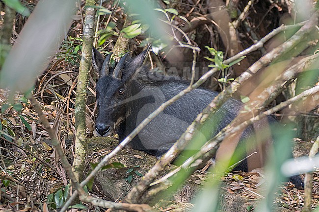 Mainland serow (Capricornis sumatraensis) in Thailand. stock-image by Agami/Pete Morris,