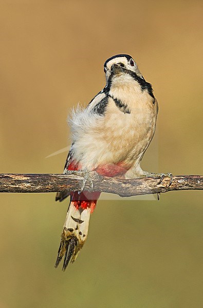 Great Spotted Woodpecker, Grote Bonte Specht stock-image by Agami/Alain Ghignone,