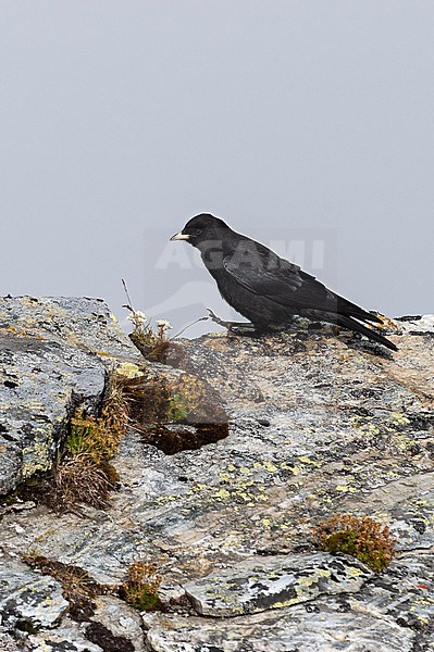 Immature Alpine Chough (Pyrrhocorax graculus) in the Austrian Alps. stock-image by Agami/Marc Guyt,