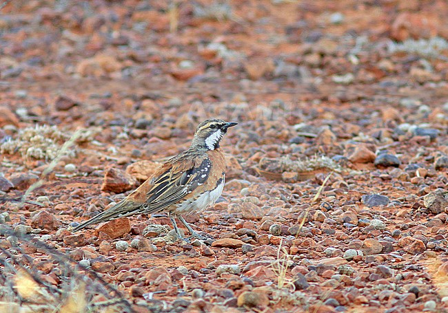  stock-image by Agami/Pete Morris,