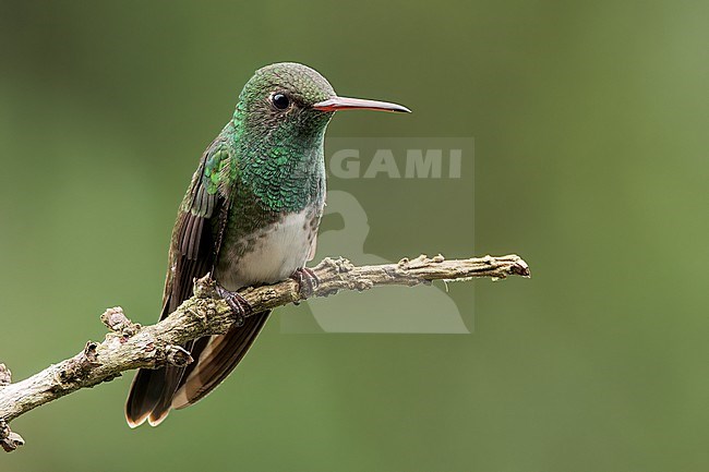 Glittering-throated Emerald (Amazilia Fimbriata) perched on a branch in the Atlantic Rainforest of Brazil. stock-image by Agami/Glenn Bartley,