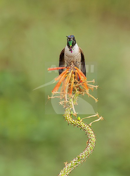 Endemic male Bearded Mountaineer (Oreonympha nobilis nobilis) (subspecies) perched on top of a flower, Urubamba, Peru, South America. stock-image by Agami/Steve Sánchez,