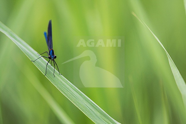 Male Banded Demoiselle stock-image by Agami/Wil Leurs,