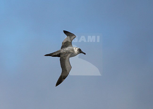 Roetkopalbatros, Light-mantled Sooty Albatross, Phoebetria palpebrata stock-image by Agami/Marc Guyt,