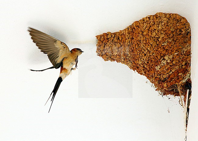 Adult Red-rumped Swallow, Cecropis rufula, entering its nest. stock-image by Agami/Chris van Rijswijk,