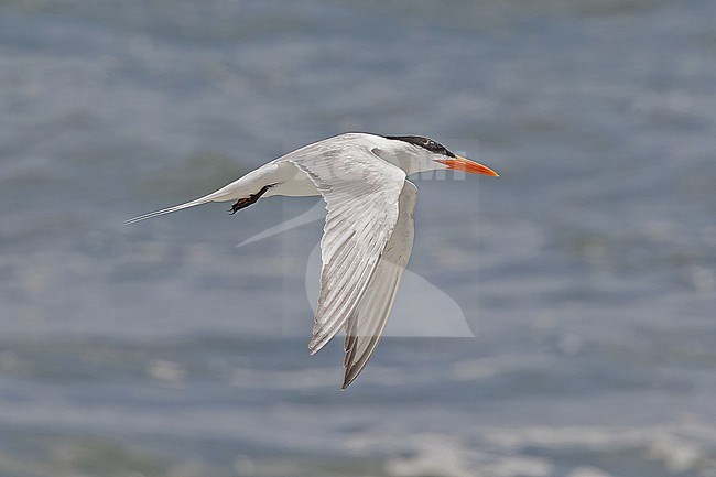 American Royal Tern, Thalasseus maximus,  in Western Mexico. stock-image by Agami/Pete Morris,