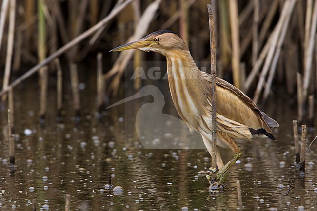 Tarabusino; Little Bittern; Ixobrychus minutus stock-image by Agami/Daniele Occhiato,