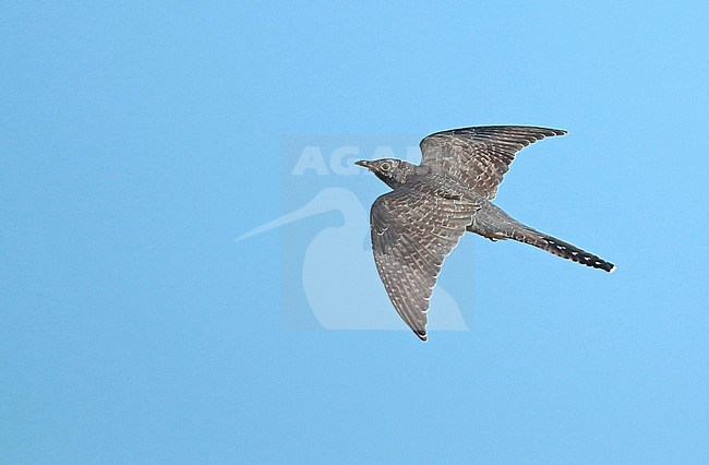 Common Cuckoo (Cuculus canorus), juvenile in flight, seen from above, seen from the side, showing upperwing and uppertail. stock-image by Agami/Fred Visscher,